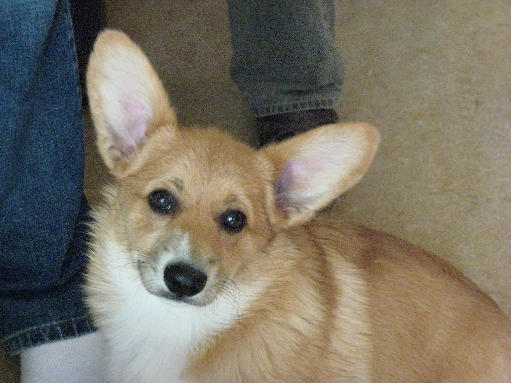 Kaya